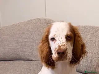 Cocker Spaniel dogs loving 6 month old male cocker spaniel in Witham - Advert 3