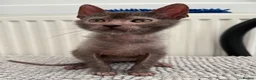 Lykoi cats for sale: Lykoi Kittens Ready Now  - Advert 7
