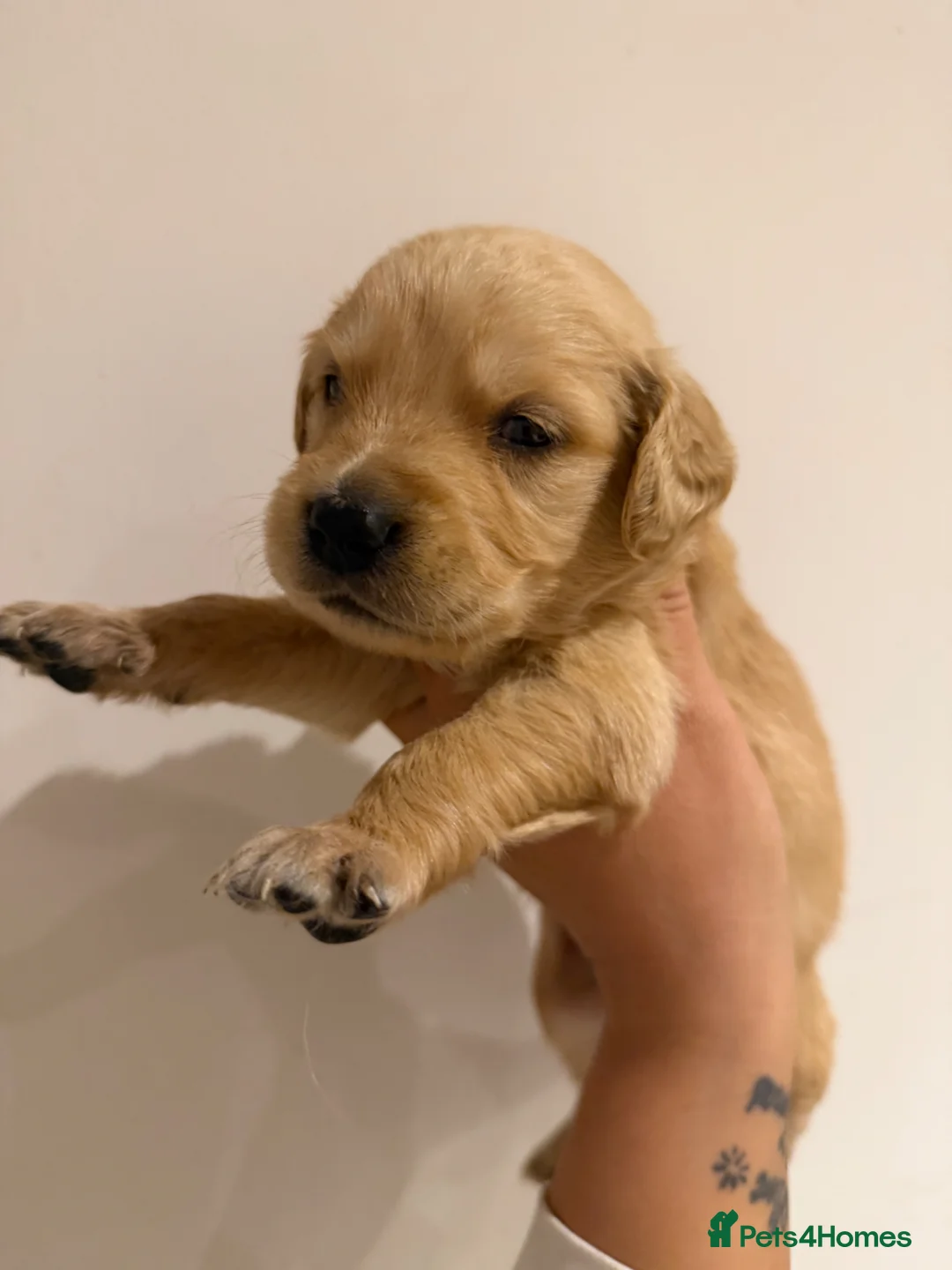 Golden Retriever dogs for sale: Beautiful golden babies - Advert 7