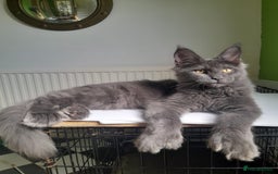 Maine Coon cats for sale: Solid Blue Poly boy 5 Pedigree TICA Maine coon - Image 3