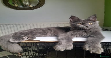 Maine Coon cats - Advert 7