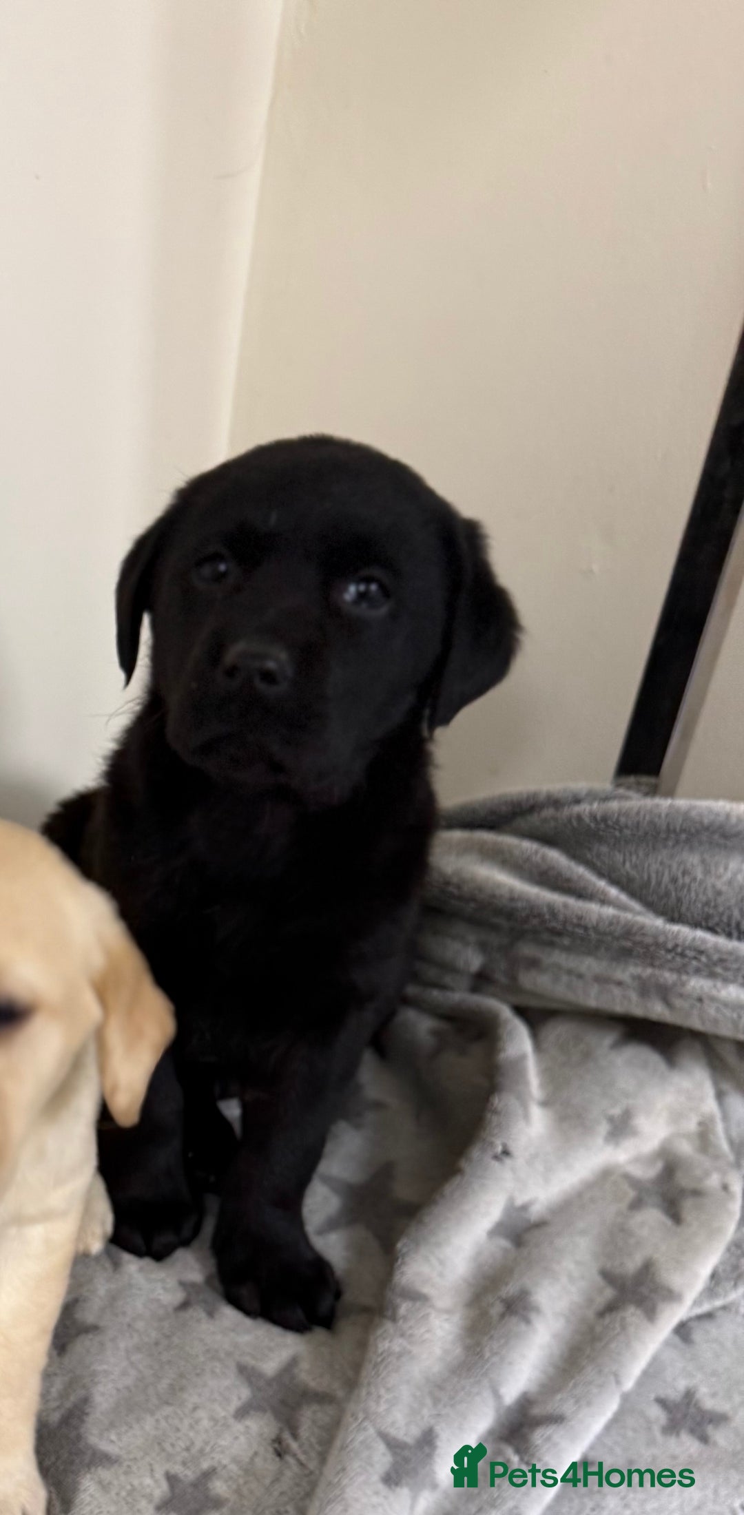 Labrador Retriever dogs for sale: Labradors - Advert 14
