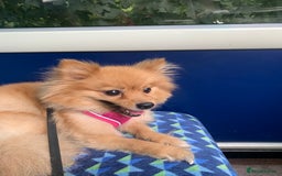 Pomeranian dogs for sale: Bonnie the Pomeranian - Image 5