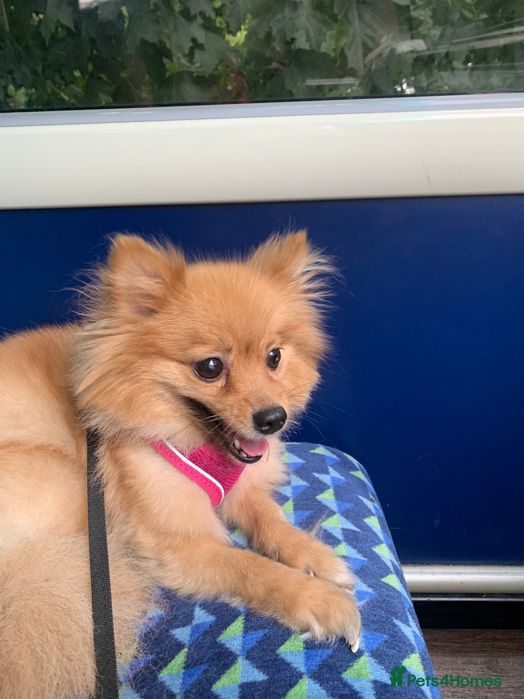 Pomeranian dogs for sale: Bonnie the Pomeranian - Image 5