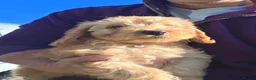 Cavapoo dogs for sale: Cavapoo Pups Bred From Health Tested Parents - Advert 3