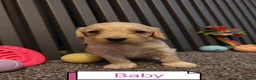 Cockapoo dogs for sale: Cockapoo puppies Doncaster - Advert 5
