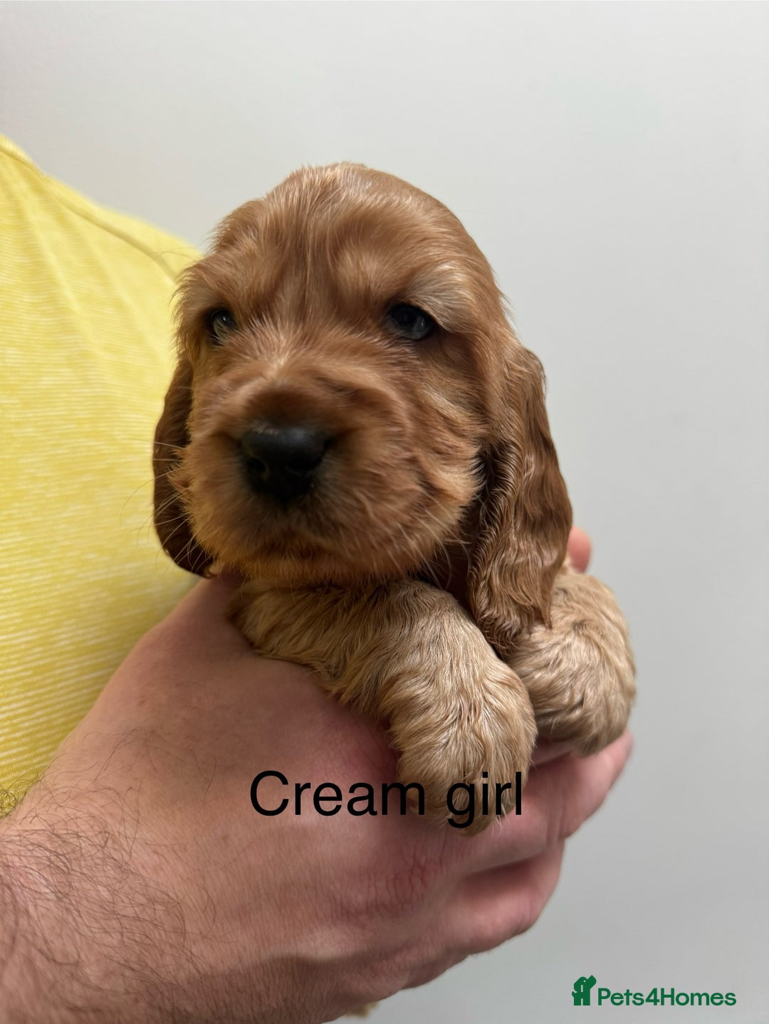 Cocker Spaniel dogs for sale: Show type cocker spaniels - Advert 6