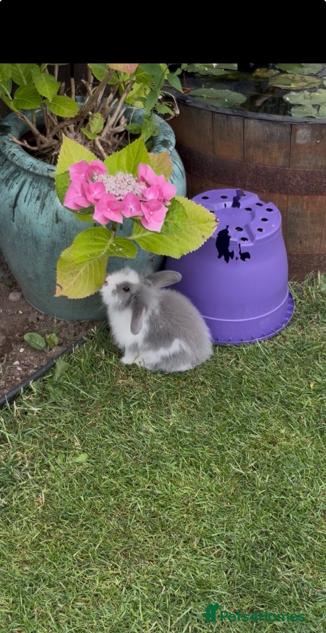 Lionhead rabbits 2left READY for new homes Mini lion head rabbits  - Advert 12