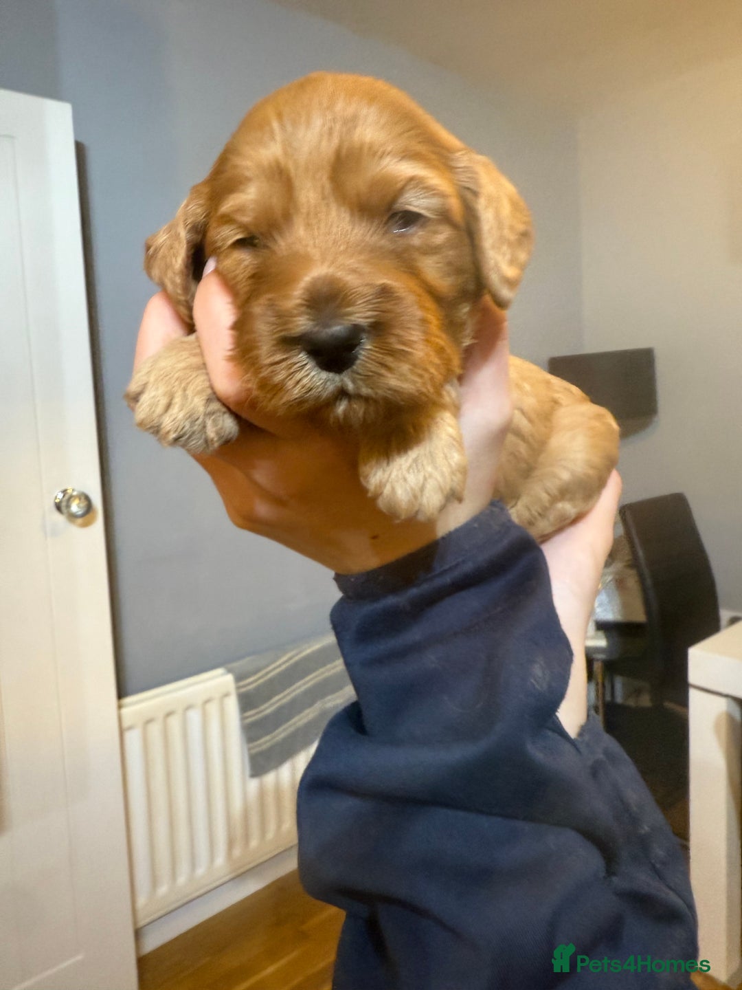 Cockapoo dogs for sale: Beautiful Cockapoo puppies - Advert 14
