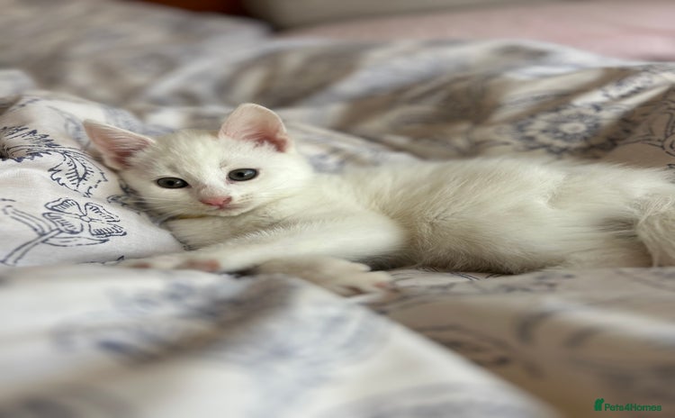 British Longhair cats - Advert 1