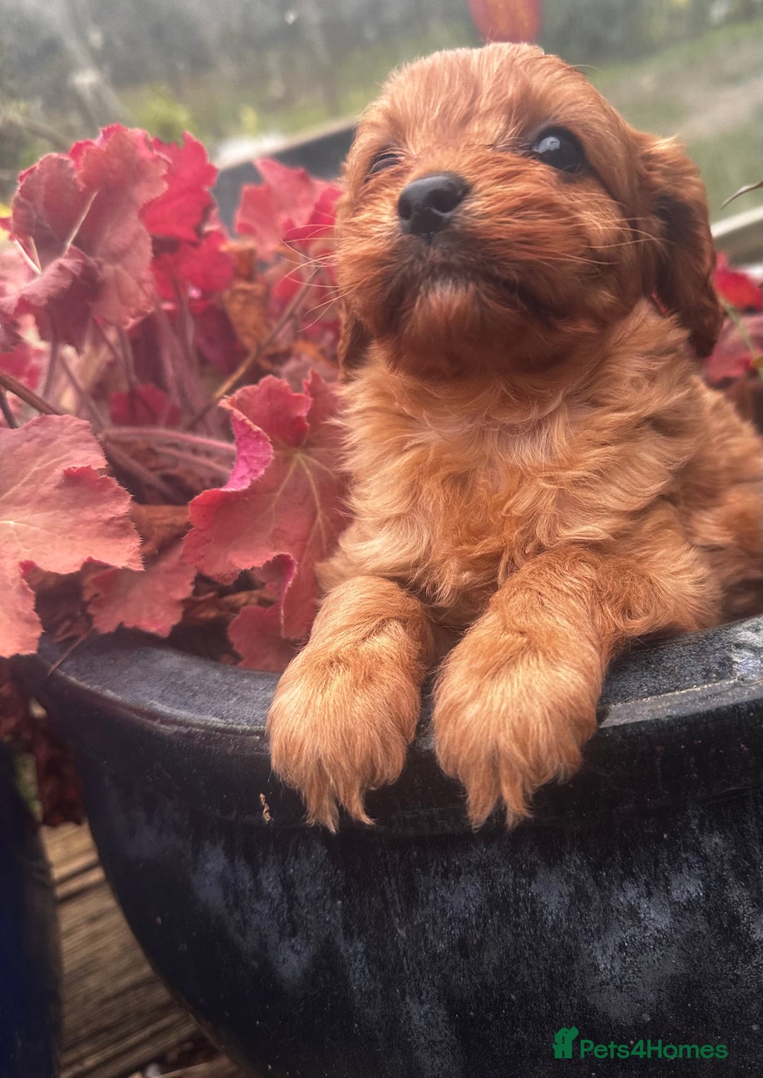 Cavapoo dogs for sale: Bright red not to curly f1 Cavapoo’s  - Advert 40
