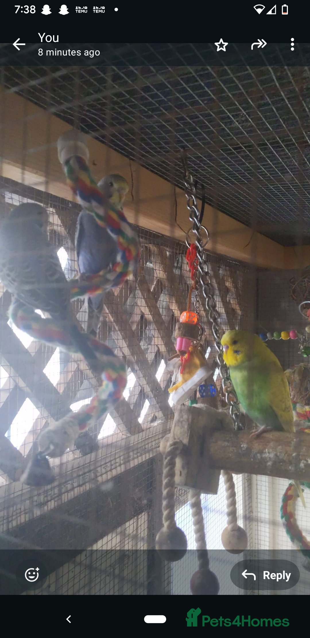 Budgerigars birds for sale: 3 months old baby budgies in amesbury  - Image 2