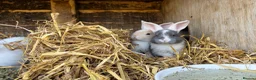 Continental Giant rabbits for sale: Various Continental Giant babies available  - Advert 13