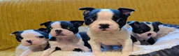 Boston Terrier dogs for sale: Adorable KC reg Boston Puppies  - Advert 1