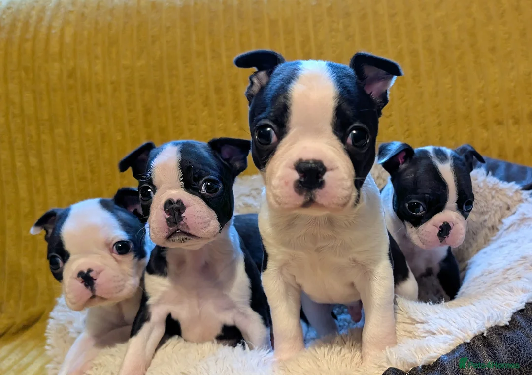 Boston Terrier dogs for sale: Adorable KC reg Boston Puppies  - Advert 1