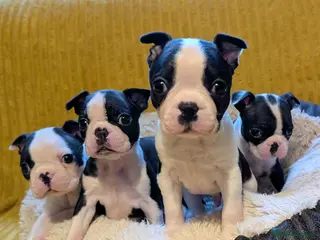 Boston Terrier dogs Adorable KC reg Boston Puppies - Advert 4