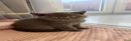 British Shorthair cats for sale: Ready Now GCCF British Blue Shorthair Kittens - Advert 28