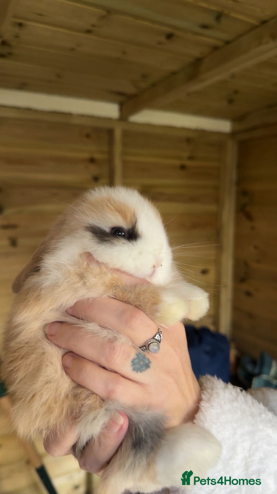 Mini Lop rabbits for sale: Pedigree mini lop bunnies - Advert 2