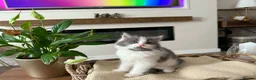 Mixed Breed cats for sale: Chunky fluffy kittens  - Advert 5