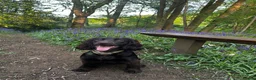 Cocker Spaniel dogs for sale: Working cocker spaniels for sale 🐾 - Advert 1
