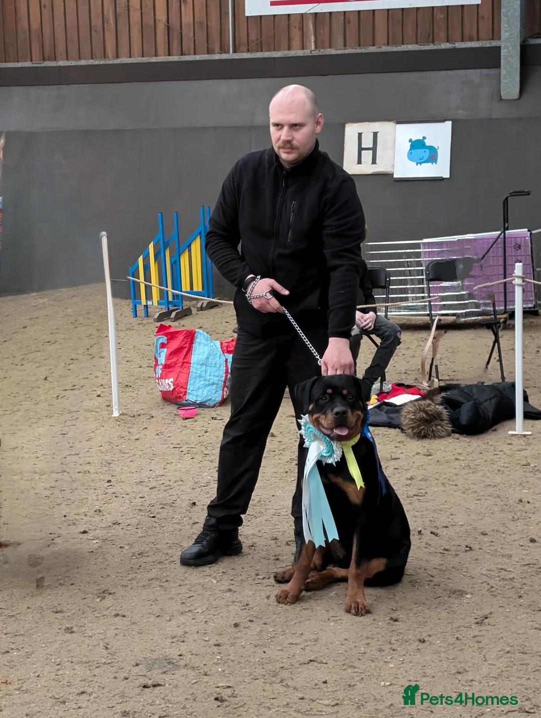 Rottweiler dogs for stud: Proven big boy ready for stud - Advert 16