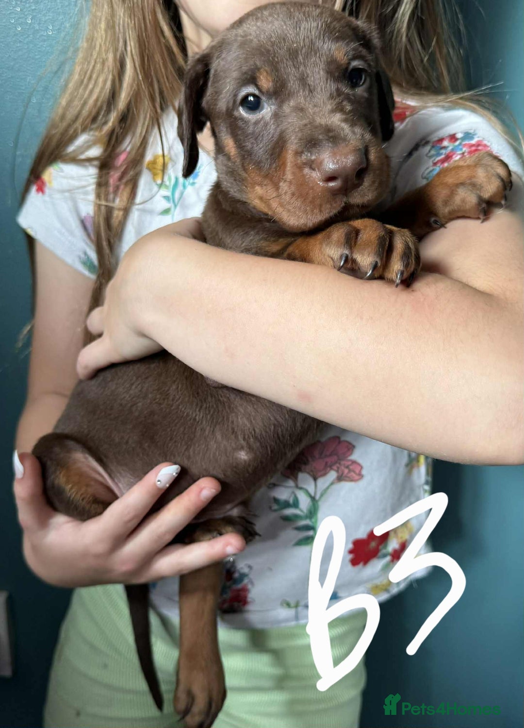 Dobermann dogs for sale: Absolutely geogeous KC registered doberman puppies - Image 4