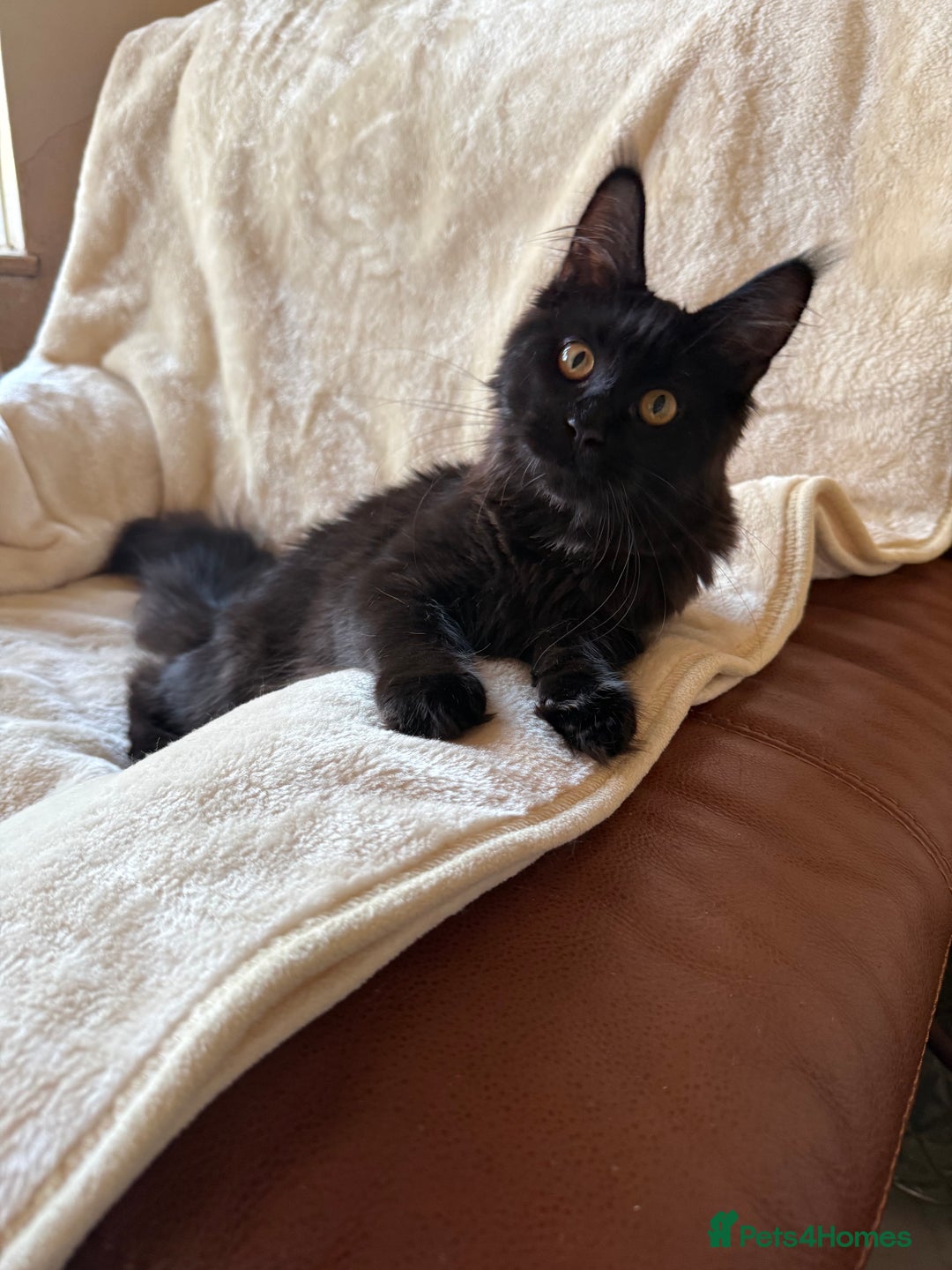 Maine Coon cats for sale: Pedigree GCCF Russian Import line Maine Coons - Advert 4