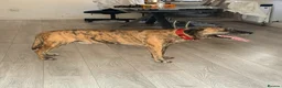 Mixed Breed dogs for stud: Mr Sunny  - Advert 19