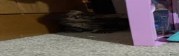 Mixed Breed cats for sale: 3 stunning kittens looking for their loving home  - Advert 28