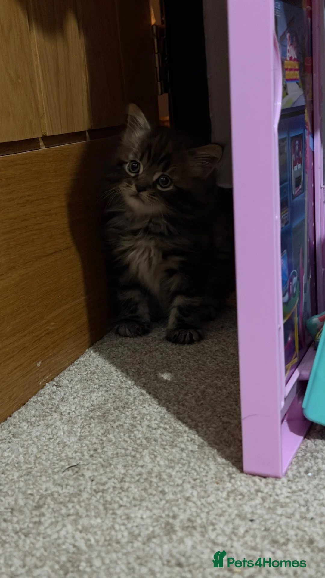 Mixed Breed cats for sale: 3 stunning kittens looking for their loving home  - Advert 28