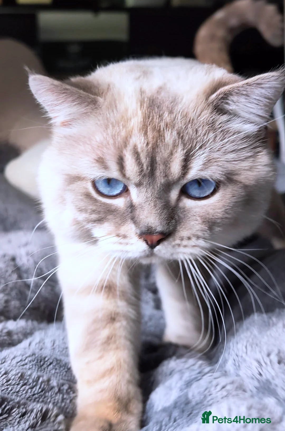 British Shorthair cats for stud: 🌊Proven STUD 🟦BSH Colourpoint King TICA/GCCF   in London - Advert 13