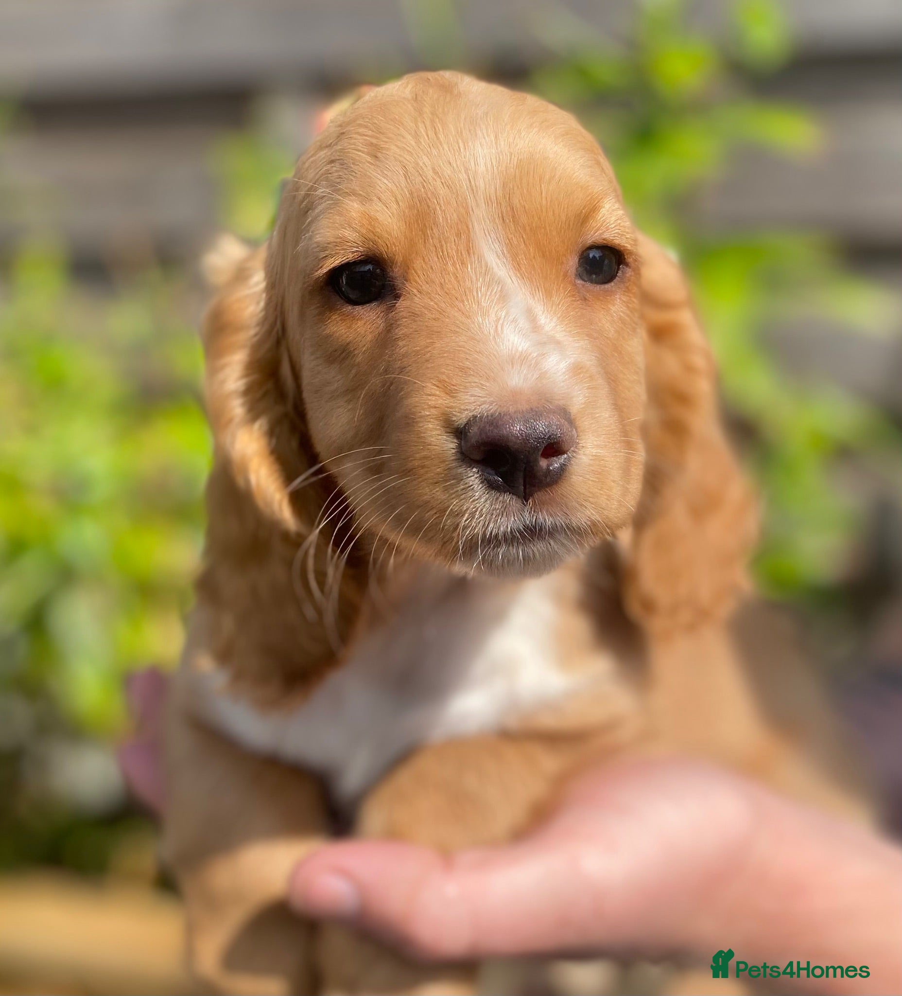 Cocker Spaniel dogs  Beautiful Working Cocker Spaniels Puppies - Advert 1