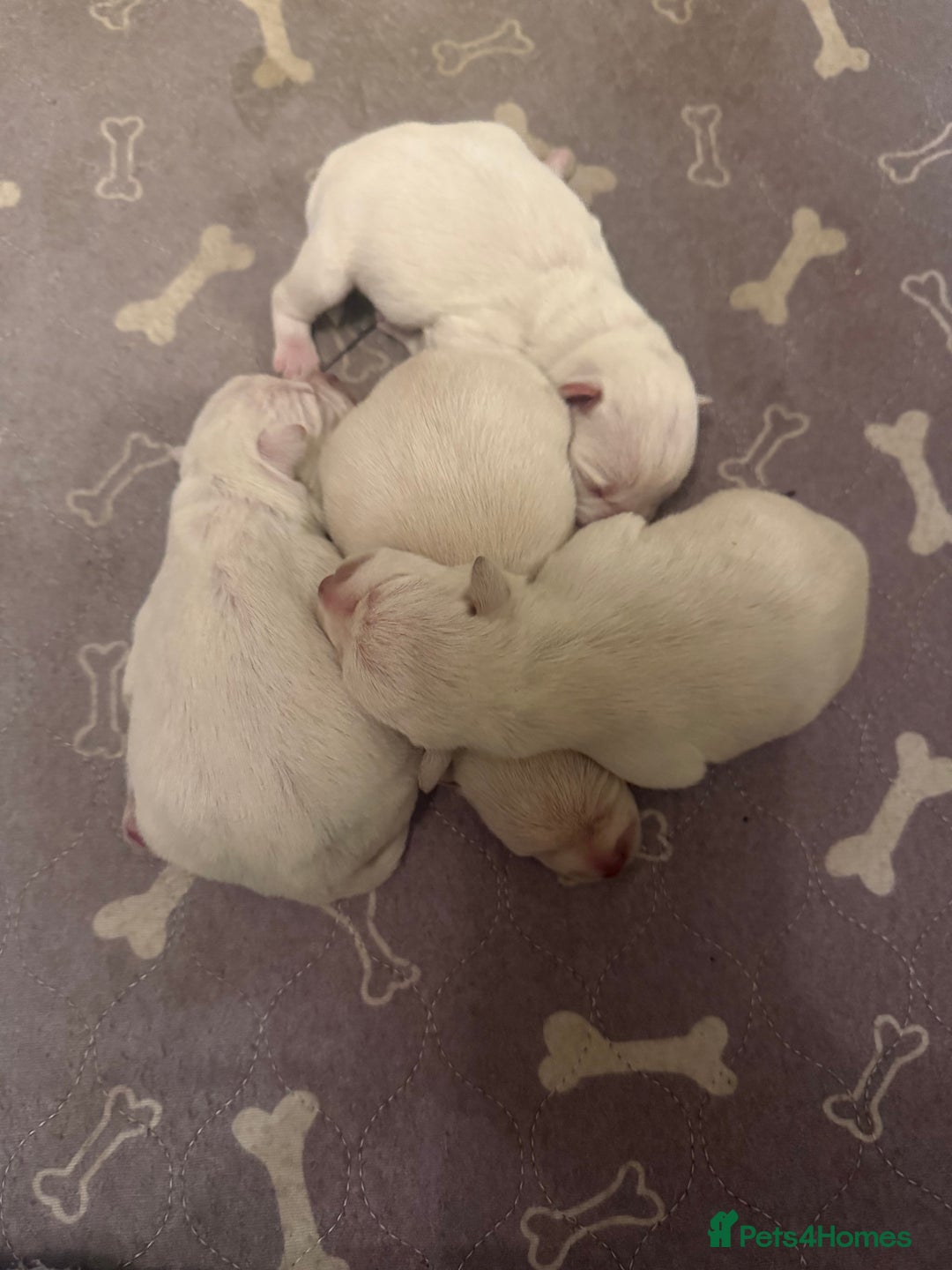 Miniature Schnauzer dogs for sale: Kc reg Miniature schnauzer pups - Advert 2