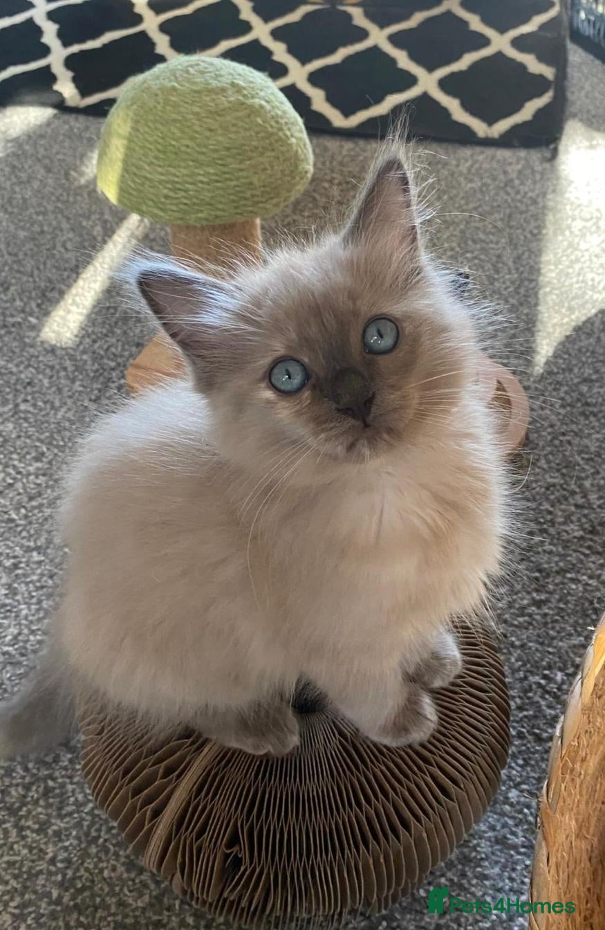 Ragdoll cats Pedigree TICA Cherubim Ragdolls - Advert 2