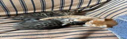 Mixed Breed cats for sale: Sweet tabby kittens (2 boys, 1girl) - Advert 4