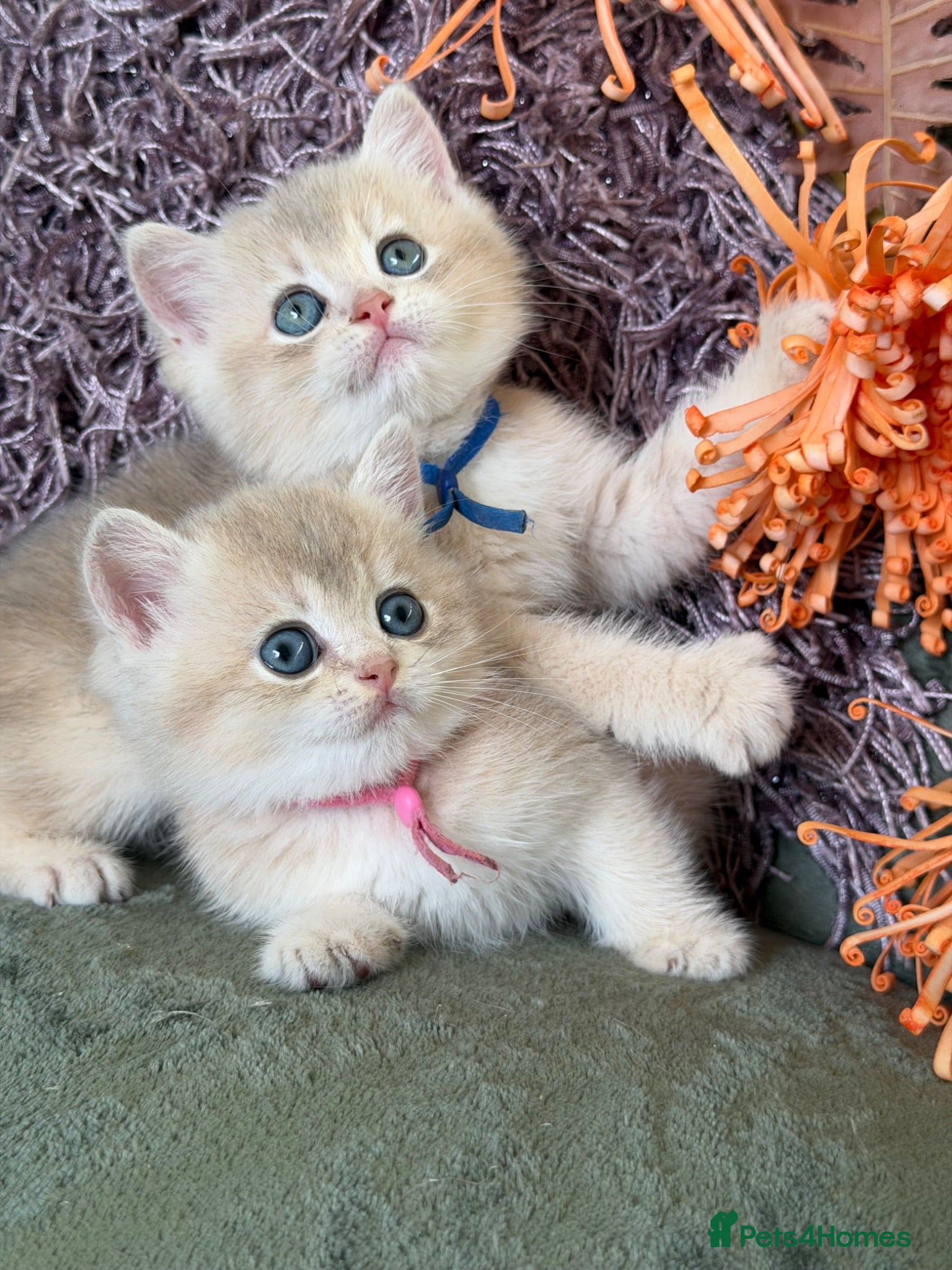British Shorthair cats British shorthair blue/black golden kittens GCCF  - Advert 4