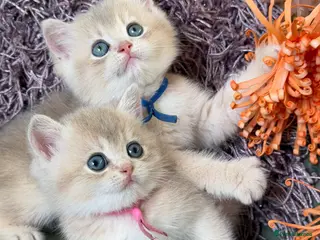 British Shorthair cats British shorthair blue/black golden kittens GCCF - Advert 4
