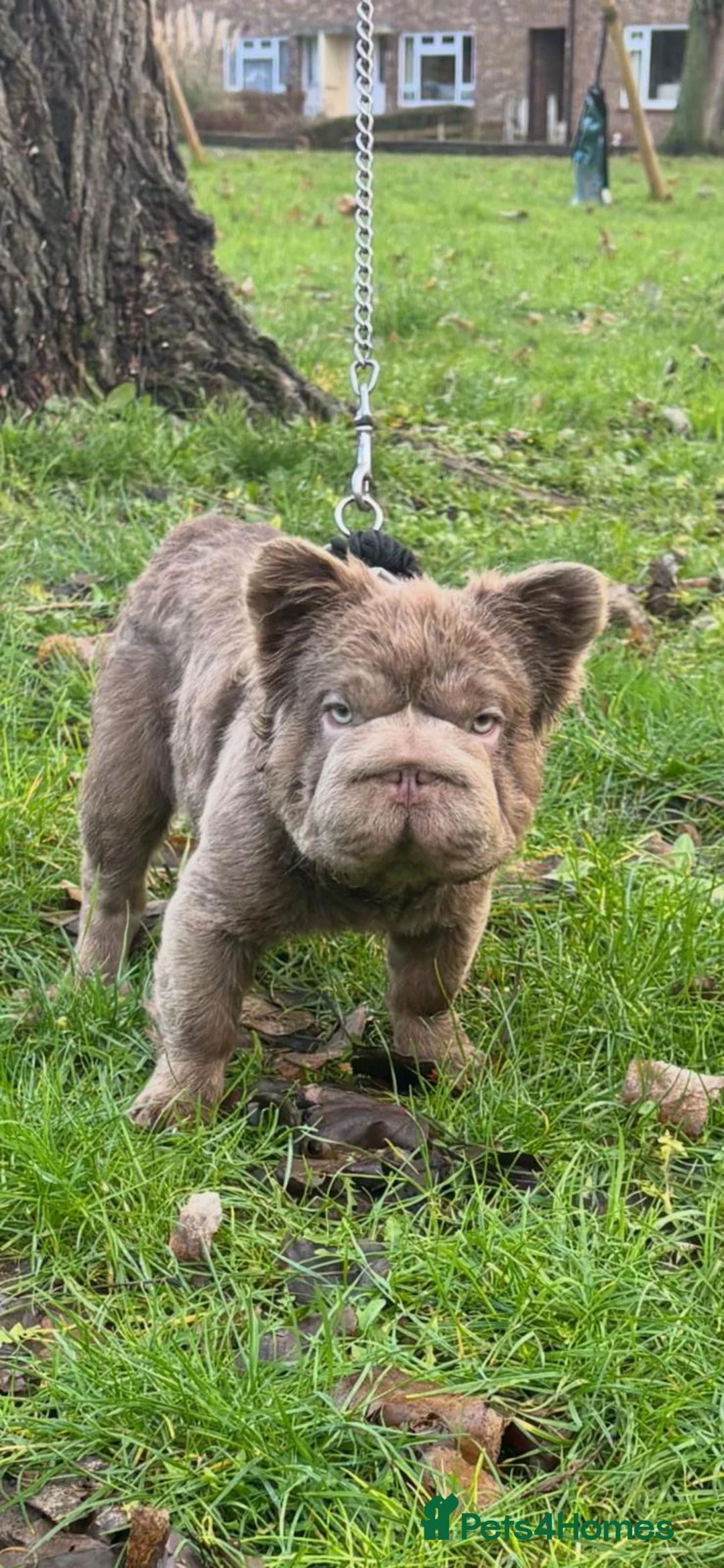 French Bulldog dogs for sale: Fluffy Frenchbulldog male  in Gravesend - Advert 6