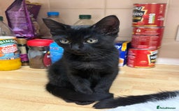 Mixed Breed cats for sale: 4 stunning kittens looking for their forever home. - Image 30