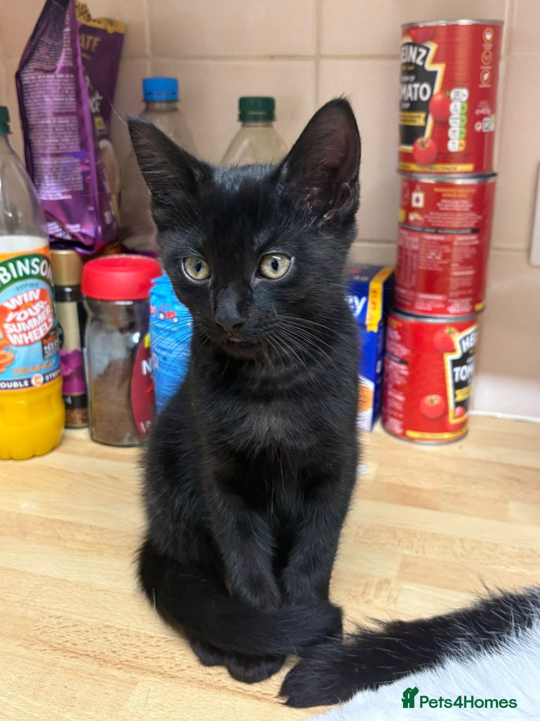 Mixed Breed cats for sale: 4 stunning kittens looking for their forever home. - Image 30