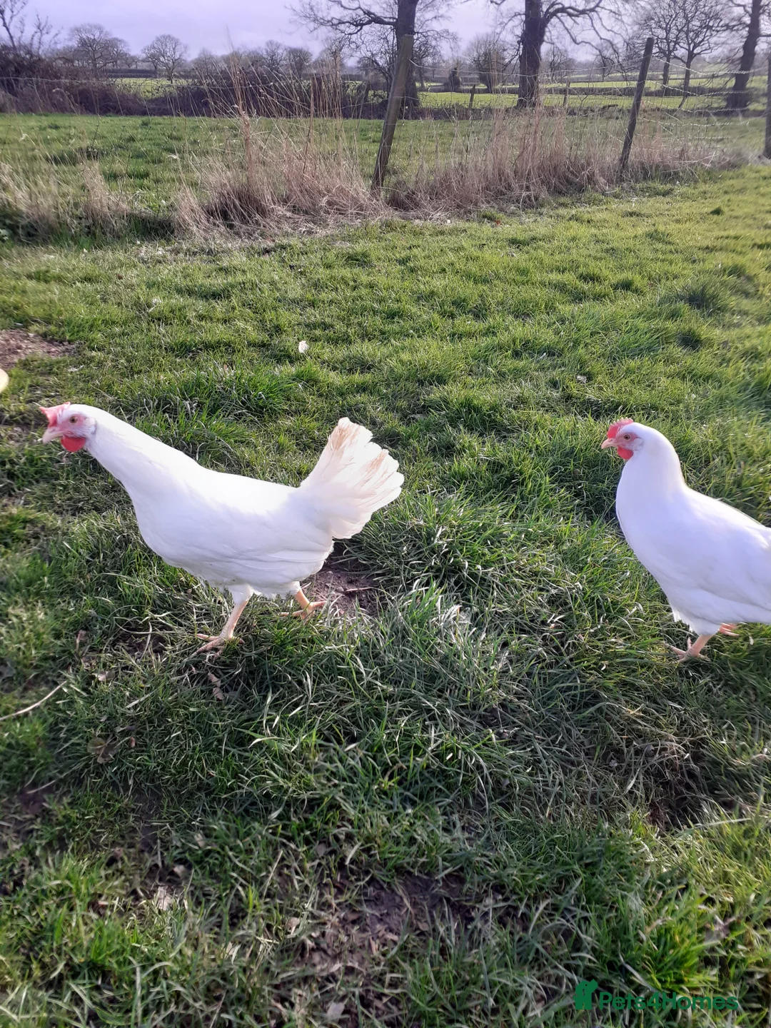 Chickens poultry for sale: Beautiful point of lay hens - range of breeds - Advert 6