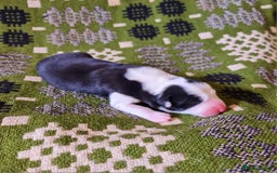 Border Collie dogs for sale: Documented Vet Checked Border Collies for sale - Image 3