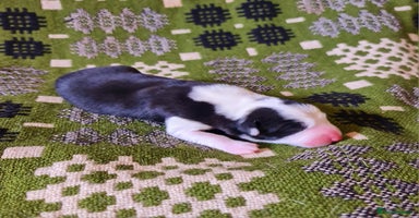 Border Collie dogs - Advert 7