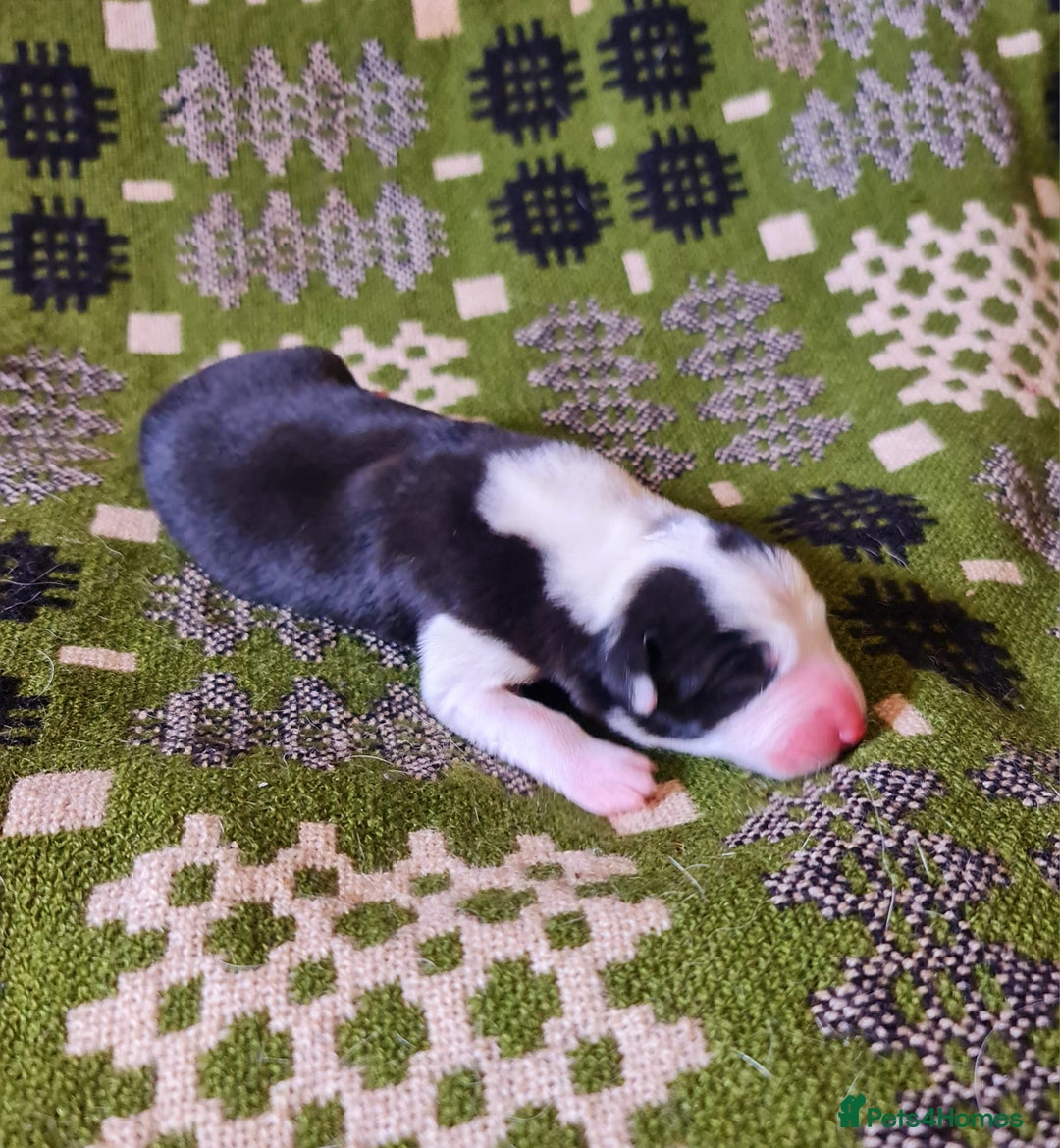 Border Collie dogs for sale: Documented Vet Checked Border Collies for sale - Image 3