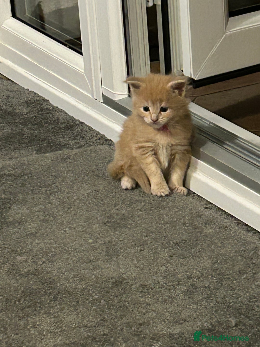 Maine Coon cats for sale: Stunning red and cream maine coons  - Image 9