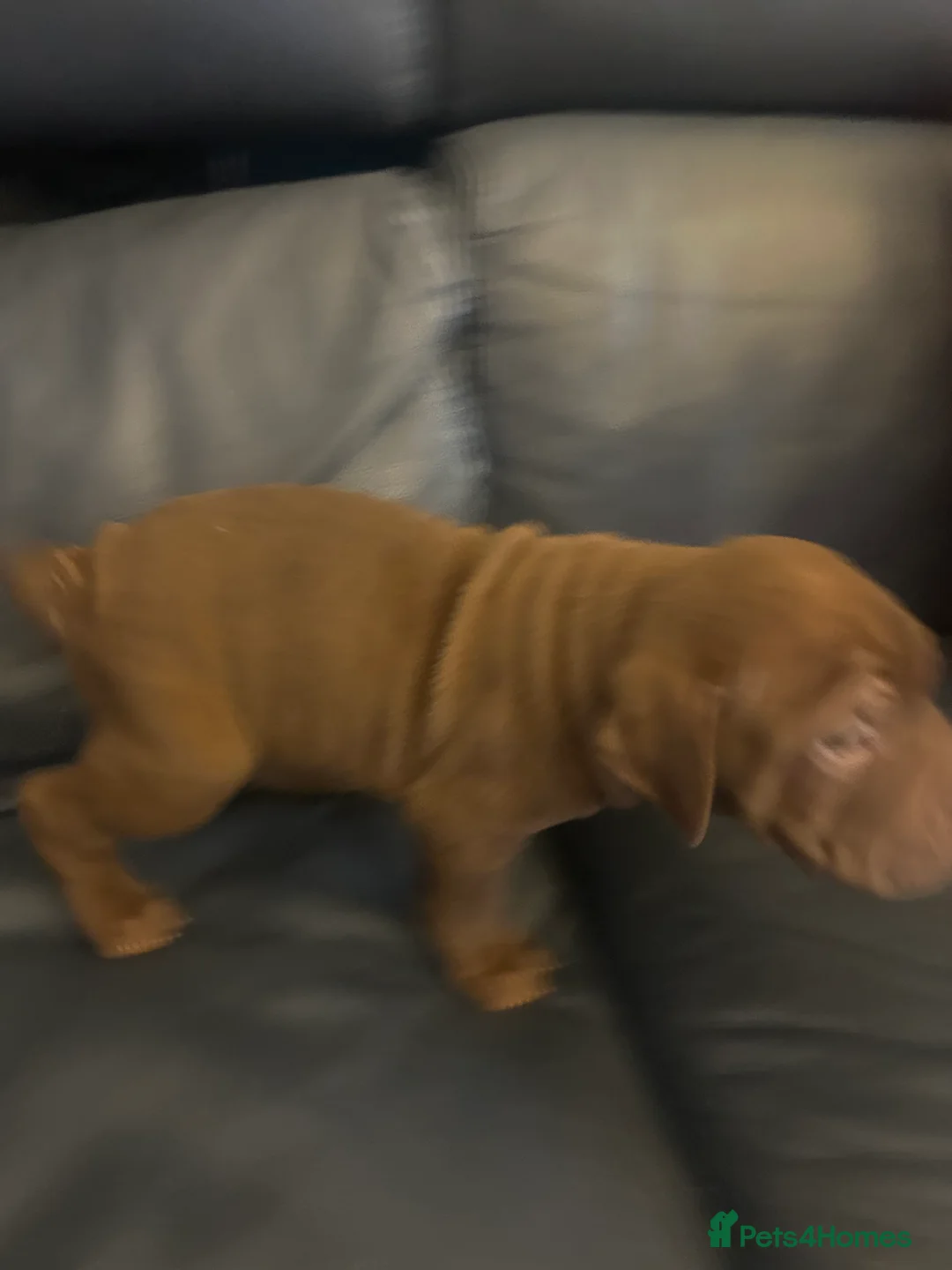 Mixed Breed dogs for sale: Shapei x pocket bully ready now  - Advert 8