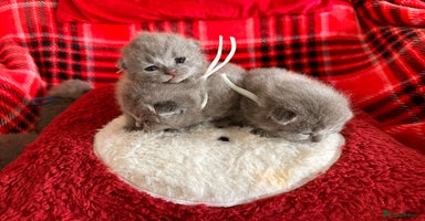 British Shorthair cats Beautiful Pedigree British short hair 🎁🐱 - Advert 12