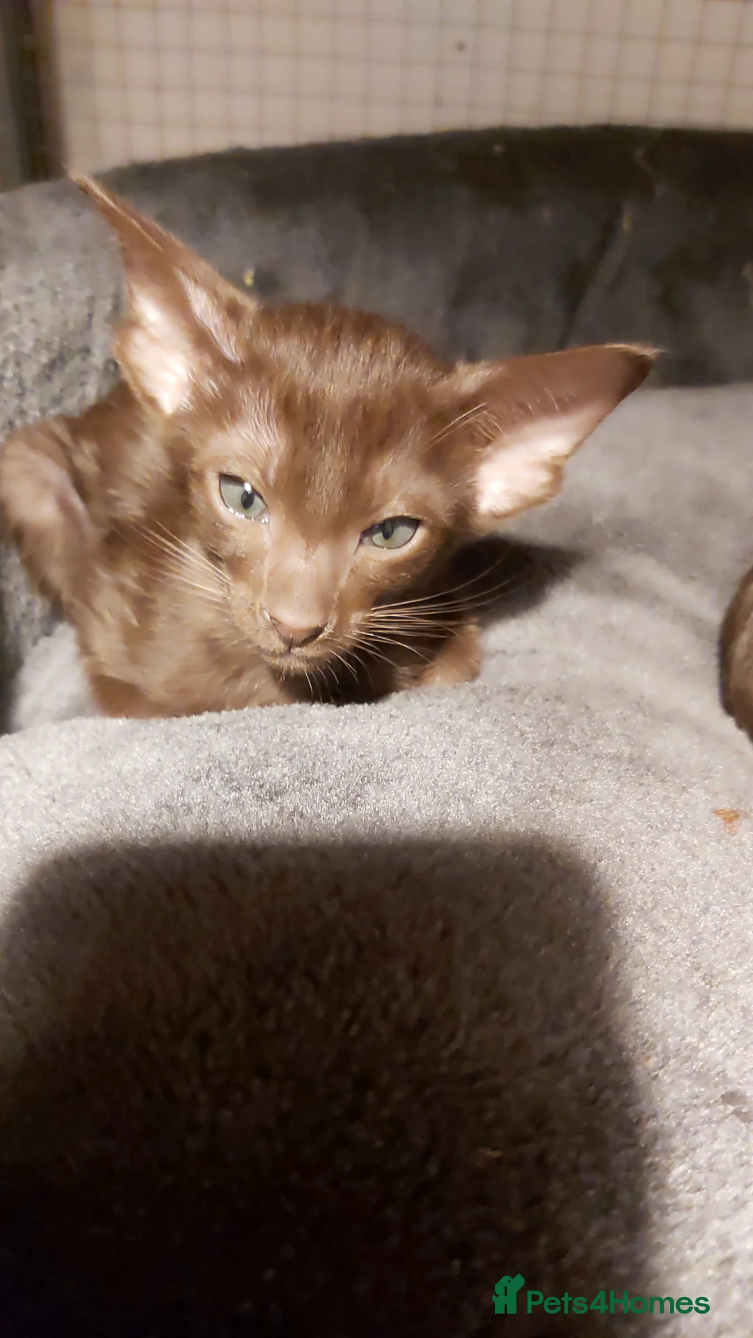 Oriental cats for sale: Full Pedigree Oriental 6 Kittens XL size ears GCCF - Advert 15