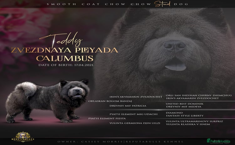 Chow Chow dogs - Advert 1