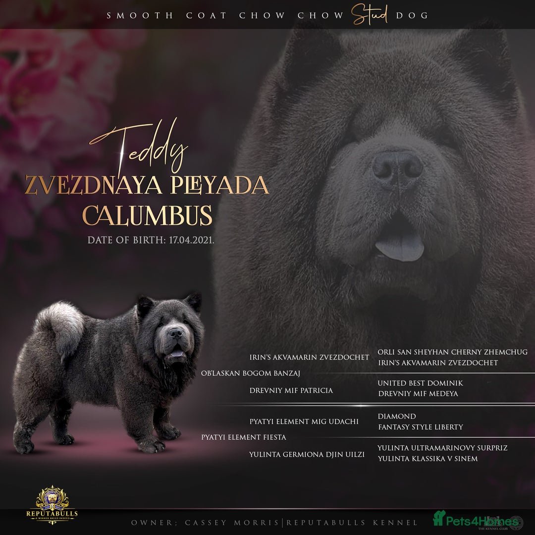 Chow Chow dogs for sale: chow chow Russian Pedigree Stud - Image 1